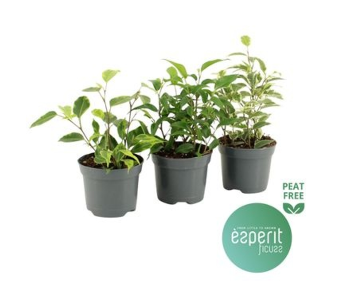 FICUS BENJAMINA ROYAL