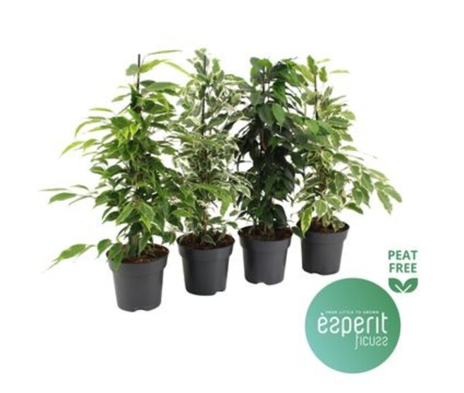 FICUS BENJAMINA VARIE