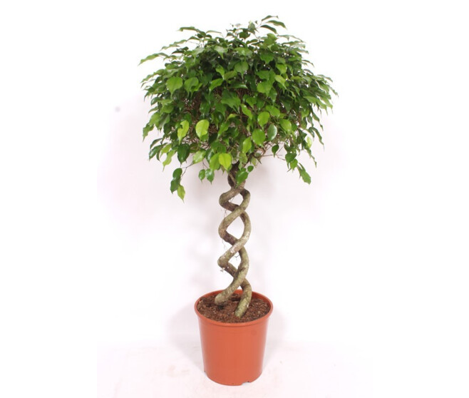 FICUS EXOTICA DBLE SPIRALE