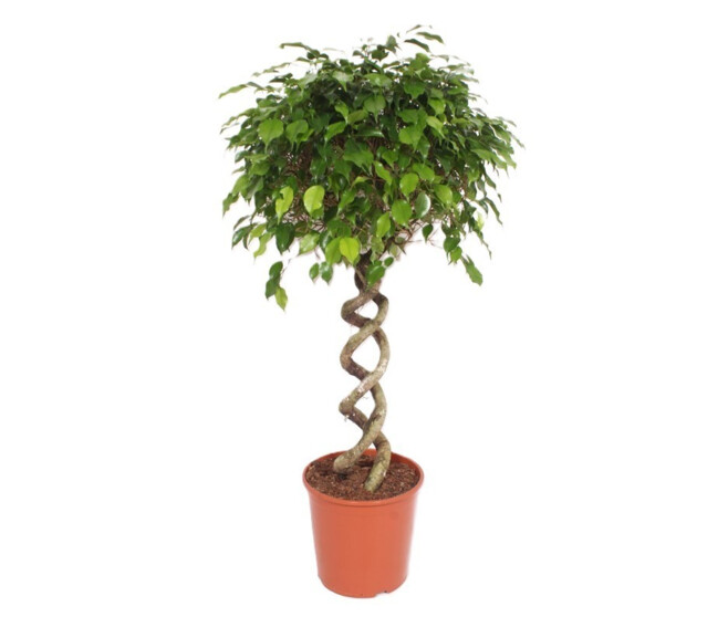 FICUS EXOTICA DBLE SPIRALE