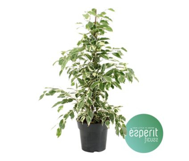 FICUS TWILIGHT