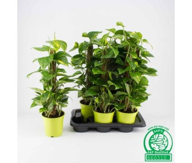 SCINDAPSUS TM