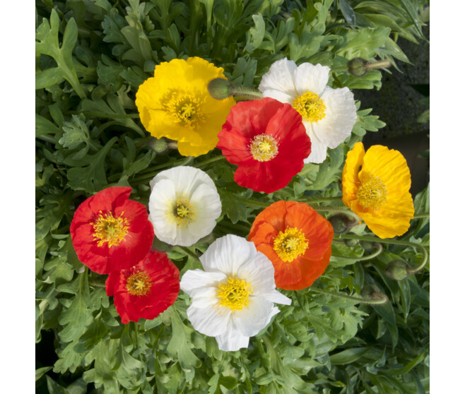PAPAVER NUDICAULE