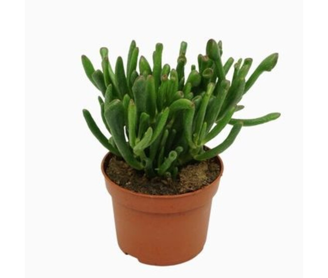 CRASSULA GOLLUM