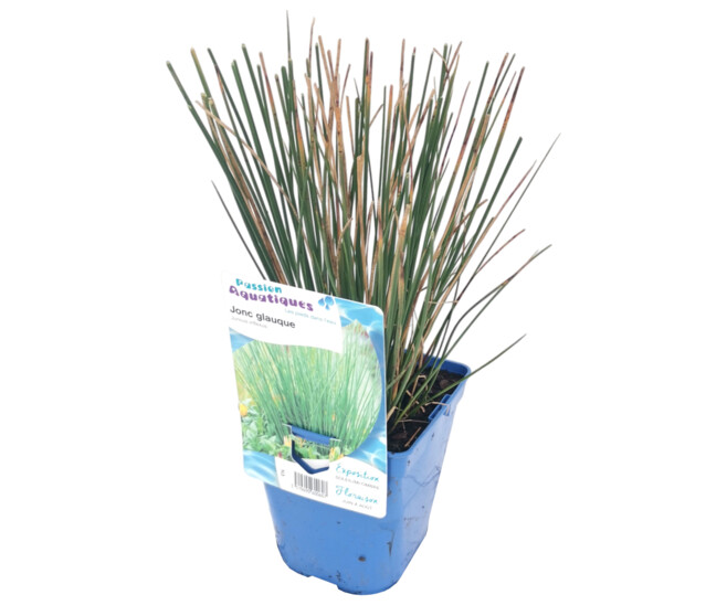 JUNCUS INFLEXUS
