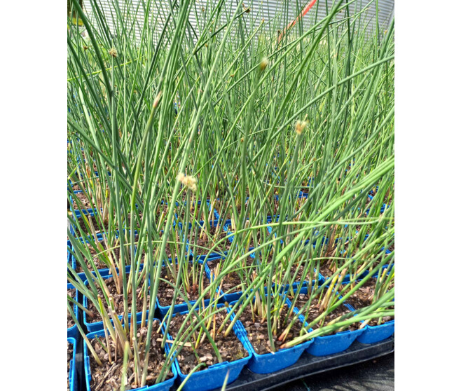 SCIRPUS LACUSTRIS