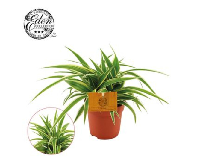 CHLOROPHYTUM OCEAN