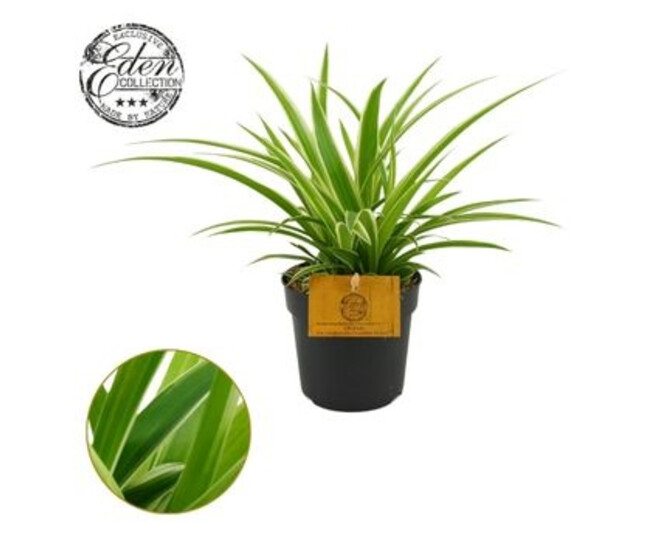 CHLOROPHYTUM OCEAN