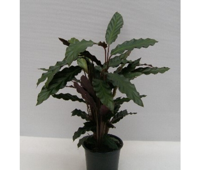 CALATHEA RUFIBARBA