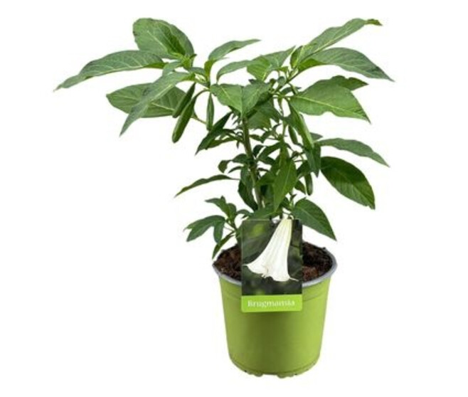 BRUGMANSIA BLANC