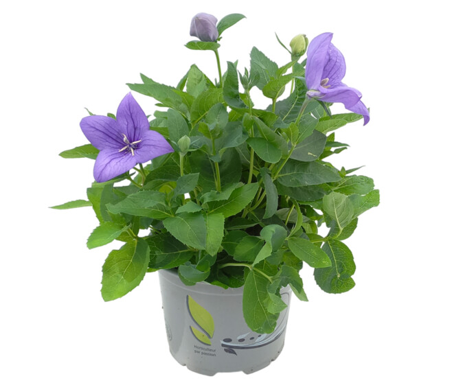 PLATYCODON ASTRA BLUE