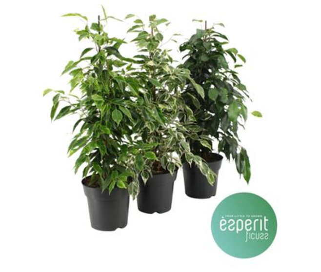 FICUS BENJAMINA VARIE