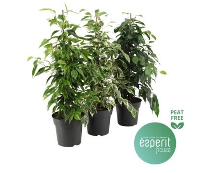 FICUS BENJAMINA VARIE