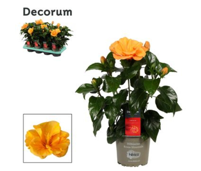 HIBISCUS JAZZ JAUNE ORANGE DECORUM