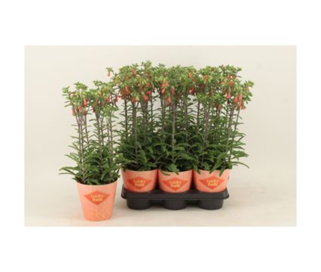 KALANCHOE LUCKY BELLS