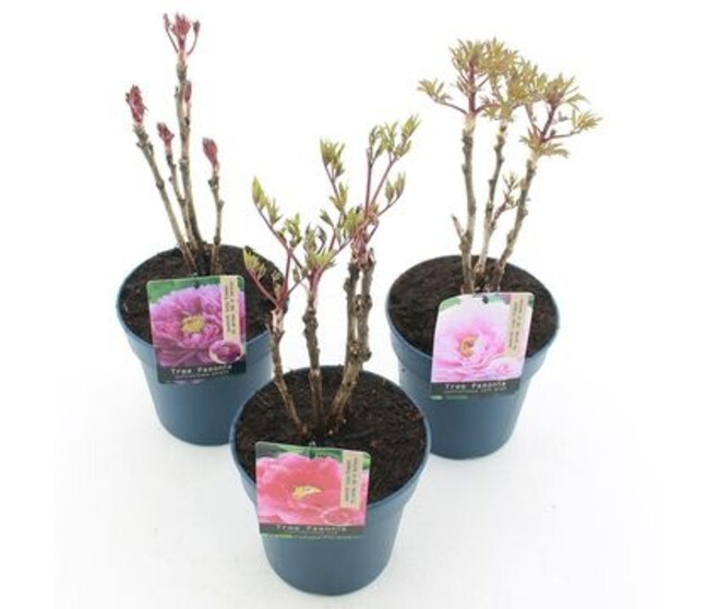 PAEONIA PIVOINE VARIEES