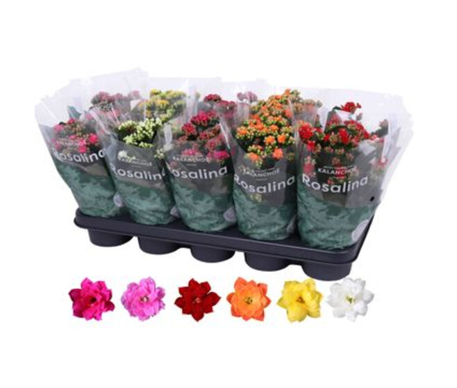 KALANCHOE FL DBLE VARIES