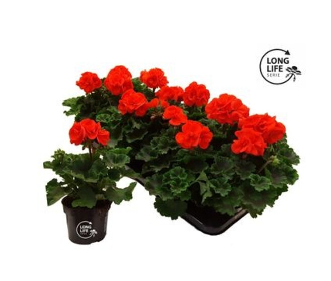 GERANIUM ZONAL ORANGE