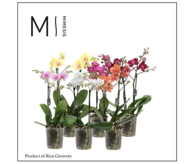 PHALAENOPSIS MF VARIE 2BR