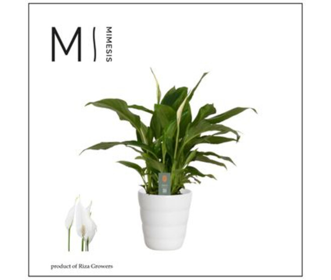 SPATHIPHYLLUM CERAM