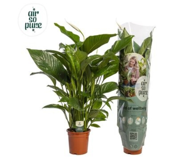 SPATHIPHYLLUM SWEET LAURETTA