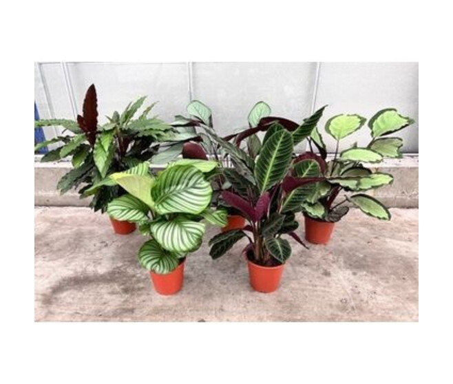 CALATHEA VARIE