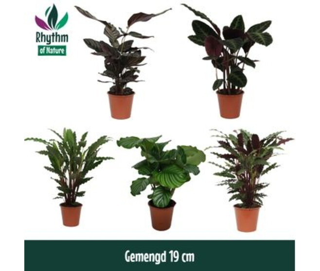 CALATHEA VARIE