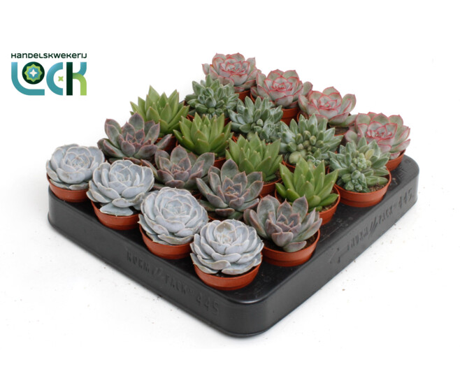 ECHEVERIA VARIES