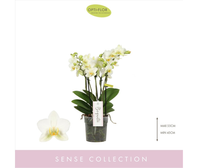 PHALAENOPSIS 3BR MF BOQUETTO BEAUTY