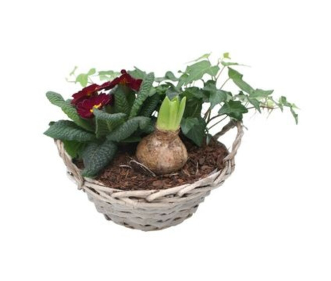 COMPO 3 PLANTES VANNERIE