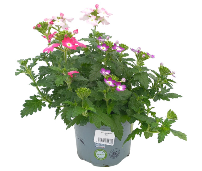 VERVEINE RETOMBANTE