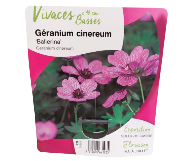 GERANIUM CINEREUM BALLERINA