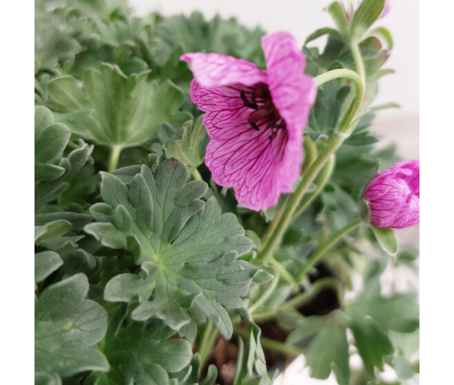 GERANIUM CINEREUM BALLERINA