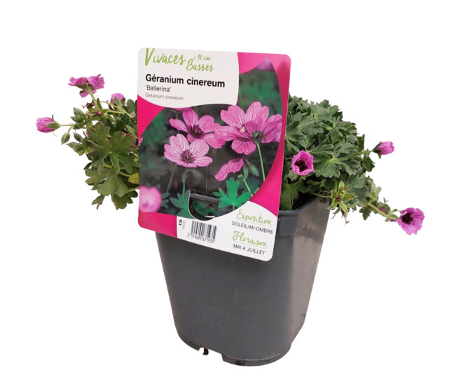 GERANIUM CINEREUM BALLERINA