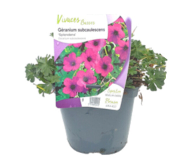 GERANIUM CINEREUM SPLENDENS