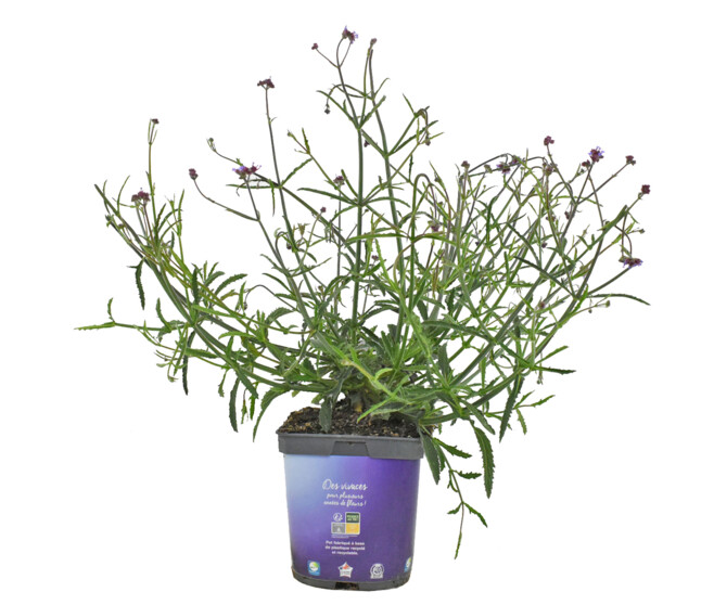 VERVEINE BONARIENSIS LOLLIPOP