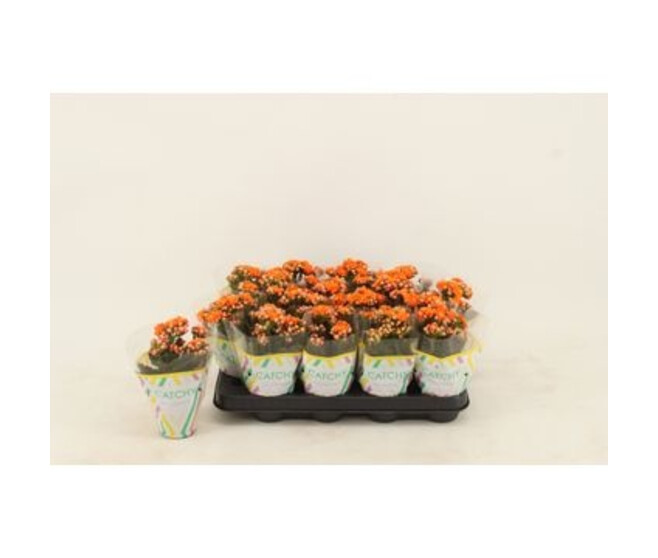 KALANCHOE FL DBLE ORANGE