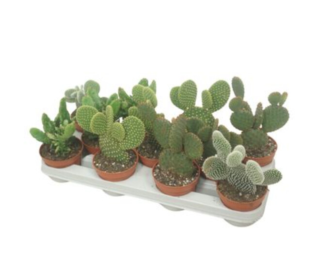 CACTUS OPUNTIA VARIE