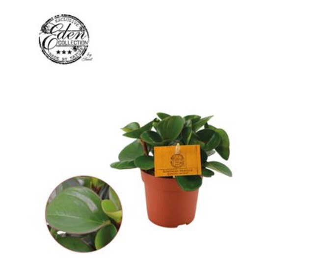 PEPEROMIA OBTIPAN