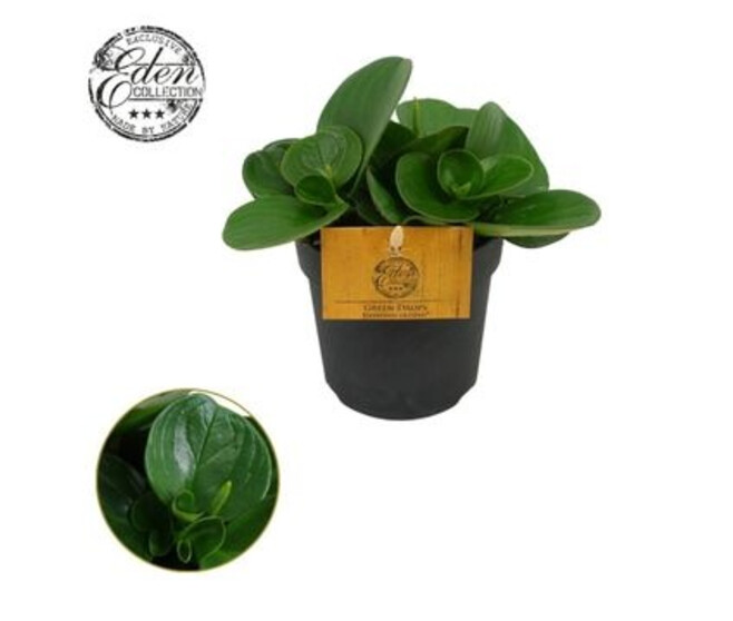 PEPEROMIA OBTIPAN
