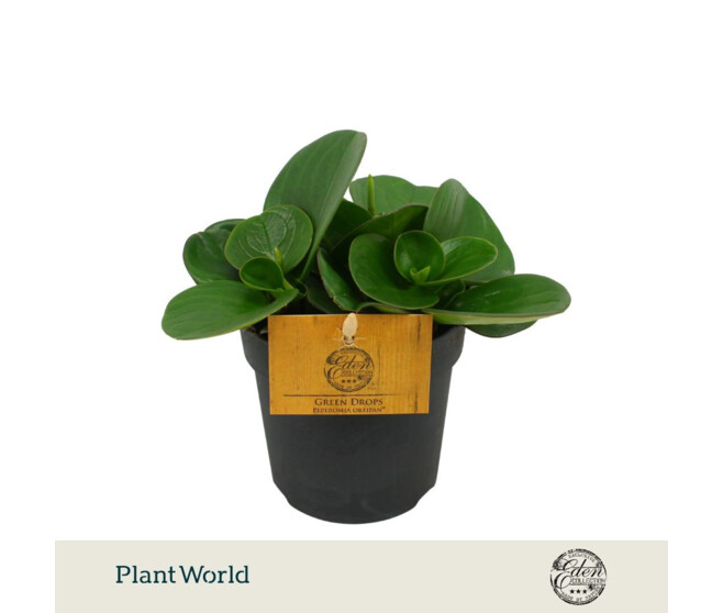 PEPEROMIA OBTIPAN