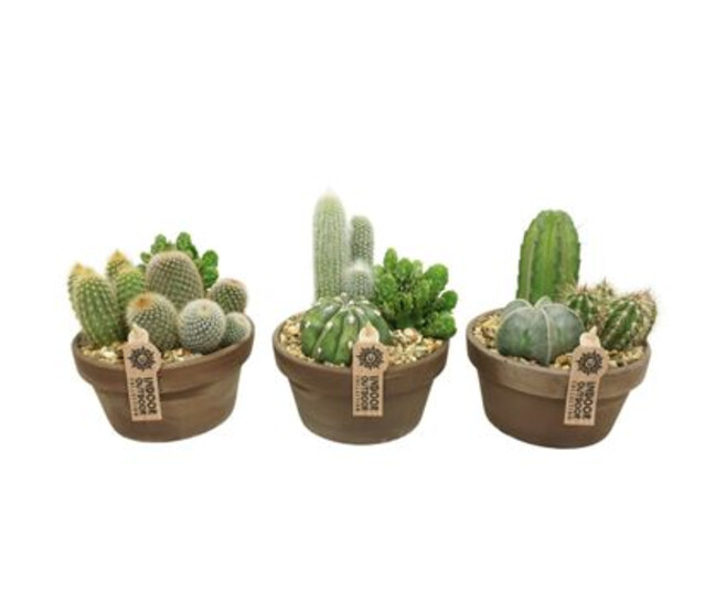 COMPO CACTUS X3 P TERRE