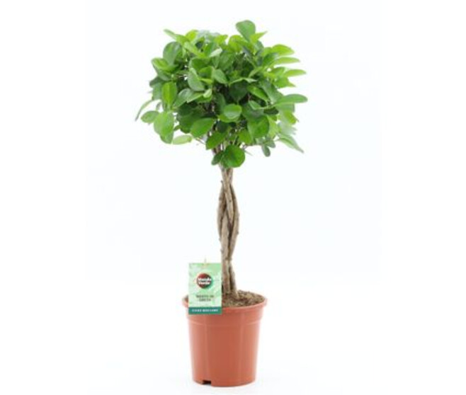 FICUS MOCLAME TIGE TRESSEE