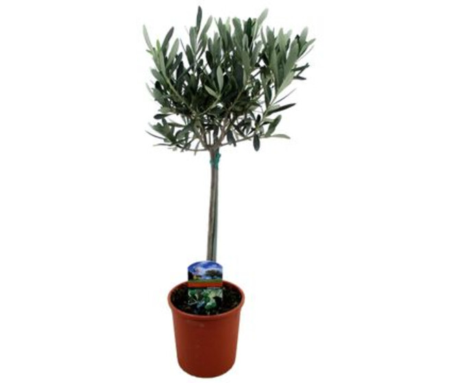 OLEA EUROPEA TIGE