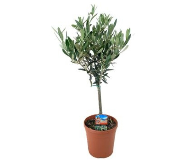 OLEA EUROPEA TIGE