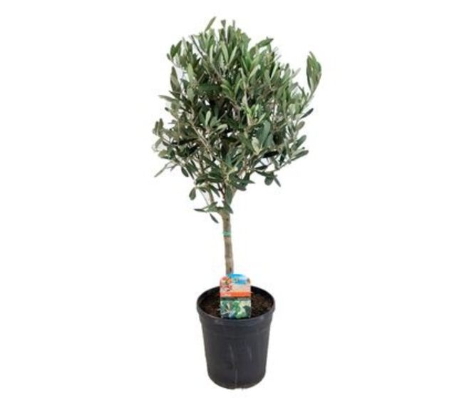 OLEA EUROPEA TIGE