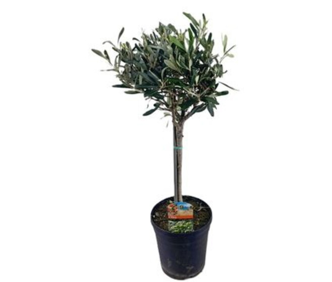 OLEA EUROPEA TIGE