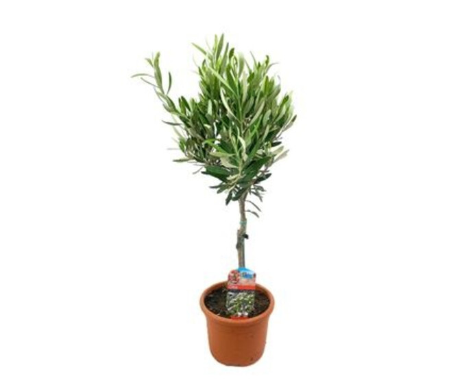 OLEA EUROPEA TIGE