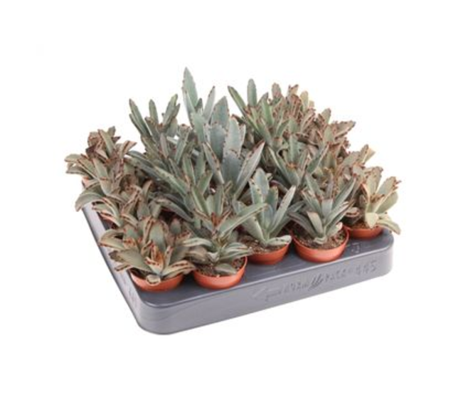 KALANCHOE TOMENTOSA
