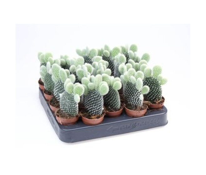 CACTUS OPUNTIA MICRODASYS